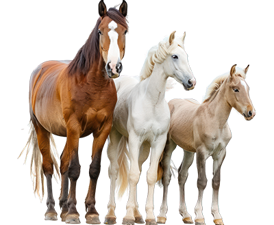cavalos