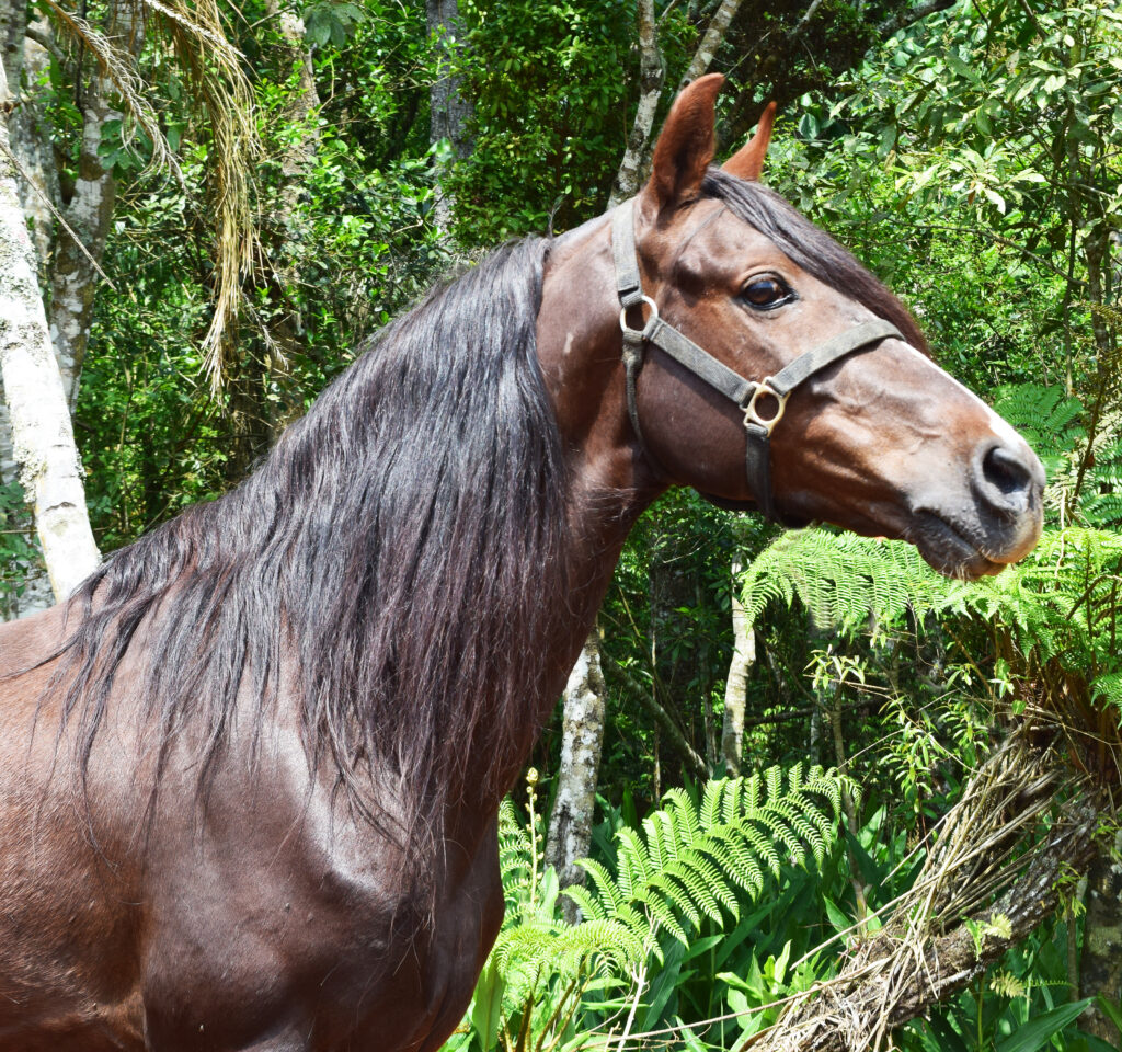 Fantastico do Pachamama