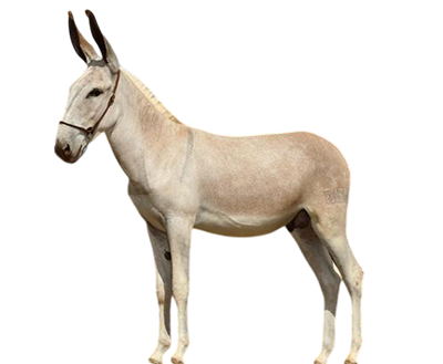 Genetica MAAB